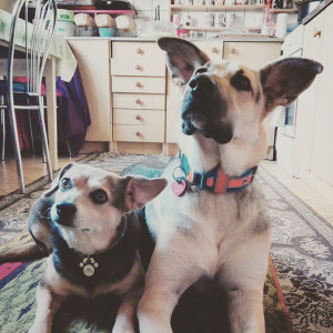 IMG_20160612_115047-300x300