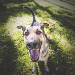 Darlowo-z-psem-blog-psi-prawieowczarkowelove01-300x300