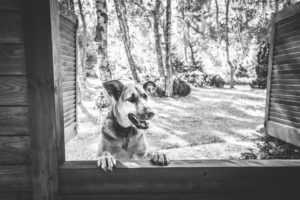 Darlowo-z-psem-blog-psi-prawieowczarkowelove02-300x200