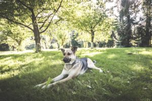 Darlowo-z-psem-blog-psi-prawieowczarkowelove04-300x200