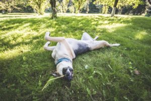 Darlowo-z-psem-blog-psi-prawieowczarkowelove05-300x200