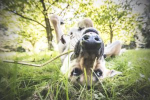 Darlowo-z-psem-blog-psi-prawieowczarkowelove06-300x200