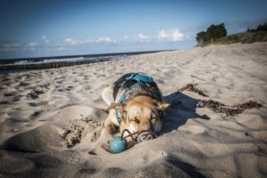 Darlowo-z-psem-blog-psi-prawieowczarkowelove10-300x200