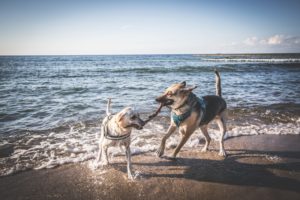 Darlowo-z-psem-blog-psi-prawieowczarkowelove11-300x200