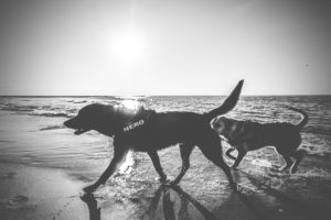 Darlowo-z-psem-blog-psi-prawieowczarkowelove13-300x200