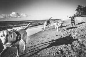 Darlowo-z-psem-blog-psi-prawieowczarkowelove14-300x200