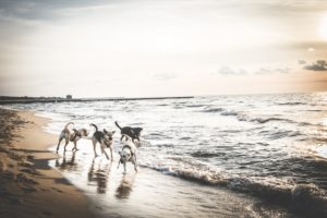 Darlowo-z-psem-blog-psi-prawieowczarkowelove18-300x200