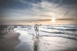 Darlowo-z-psem-blog-psi-prawieowczarkowelove23-300x200