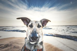 Darlowo-z-psem-blog-psi-prawieowczarkowelove29-300x200