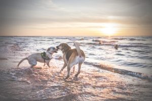 Darlowo-z-psem-blog-psi-prawieowczarkowelove33-300x200