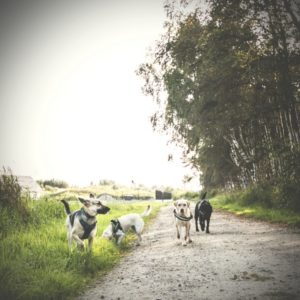 Darlowo-z-psem-blog-psi-prawieowczarkowelove36-300x300