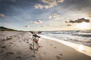 Darlowo-z-psem-blog-psi-prawieowczarkowelove40-300x200