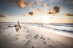 Darlowo-z-psem-blog-psi-prawieowczarkowelove49-300x200