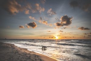 Darlowo-z-psem-blog-psi-prawieowczarkowelove50-300x200