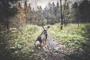 Rezerwat-z-psem-blog-psi-prawieowczarkowelove15-300x200