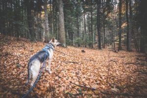 Rezerwat-z-psem-blog-psi-prawieowczarkowelove17-300x200