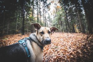 Rezerwat-z-psem-blog-psi-prawieowczarkowelove19-300x200