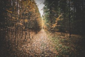 Rezerwat-z-psem-blog-psi-prawieowczarkowelove21-300x200