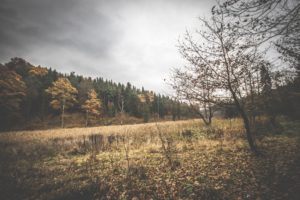 Rezerwat-z-psem-blog-psi-prawieowczarkowelove23-300x200