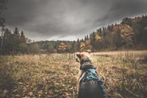 Rezerwat-z-psem-blog-psi-prawieowczarkowelove26-300x200