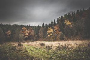 Rezerwat-z-psem-blog-psi-prawieowczarkowelove28-300x200