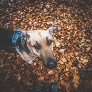 Rezerwat-z-psem-blog-psi-prawieowczarkowelove31-300x300