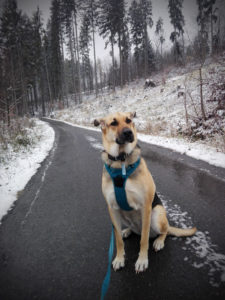 IMG_20161112_124137-225x300