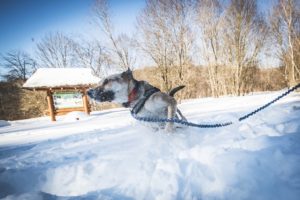 rezerwat-sine-wiry-bieszczady-z-psem-prawieowczarkowe-38-300x200