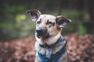 przydatne-komendy-fotografowanie-psow-blog-psach-04-300x200