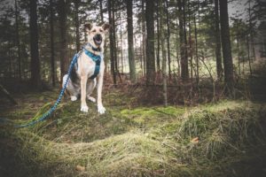 przydatne-komendy-fotografowanie-psow-blog-psach-10-300x200