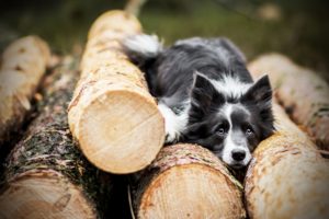 przydatne-komendy-fotografowanie-psow-blog-psach-18-300x200